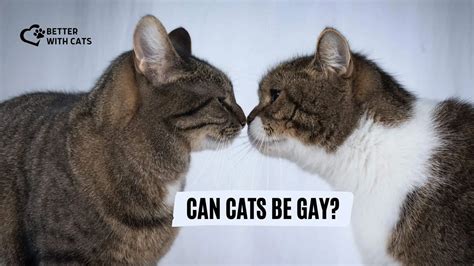 Can Cats Be Gay A Myth Or A Real Thing