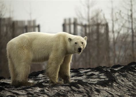 Starving Polar Bear Wanders Into Major Industrial City In Russia