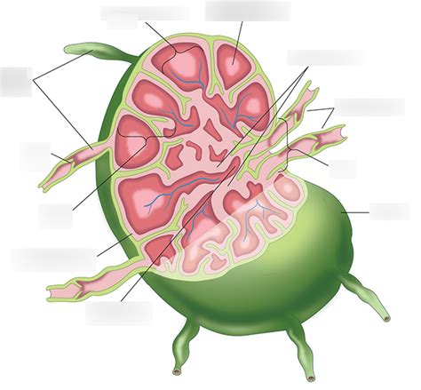 Structure Of A Lymph Node Partially Sectioned Diagram Quizlet