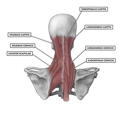 Crossfit Cervical Muscles Part 2