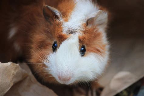 Abyssinian For Sale Guinea Pigs Breed Information Omlet