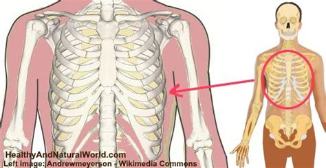 Picture Of What Is Under Your Rib Cage What Is Right Below Ribcage
