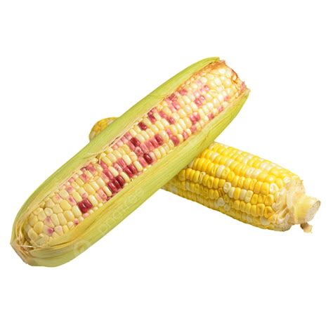 Two Fresh Yellow Corn Two Fresh Delicious PNG Transparent Image And Clipart For Free Download