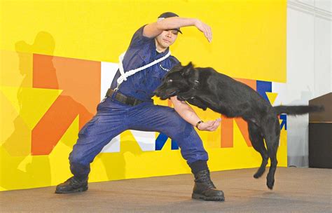 A Police Dog Is Put Through Its Paces At A Stage Performance