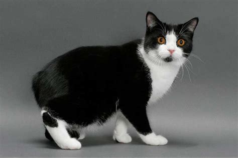 Manx Cat Breed Information And Facts Pictures Pets Feed