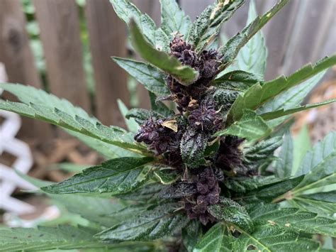 Sonoma Seeds Purple Kush Autoflower Grow Diary Journal Week12 By