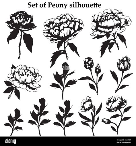 A Set Of Peony Silhouette Vector Illustration Stock Vector Image And Art