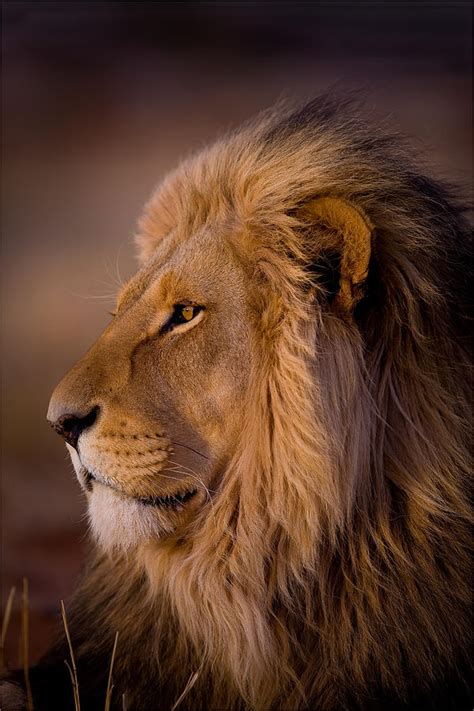 Male Lion Portrait Photograph By George Schmahl Pixels