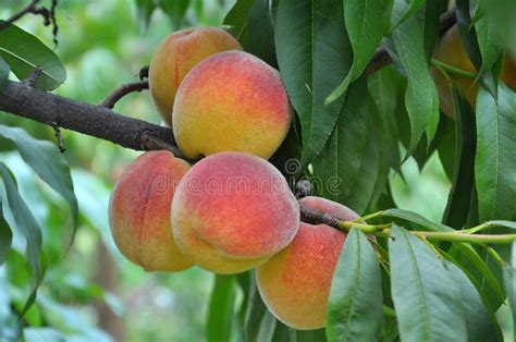 On The Tree Branch Ripe Peach Fruits Stock Image Image Of Diet
