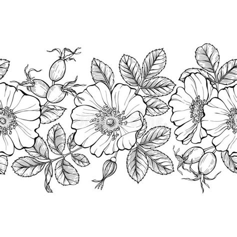Floral Seamless Border Line Art Drawing Wild Rose Flowers And Berries