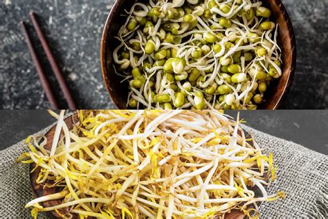 Soybean Sprouts Vs Mung Bean Sprouts Carving A Journey