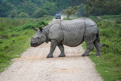 Assams Iconic Kaziranga National Park Has Reopened For Tourists