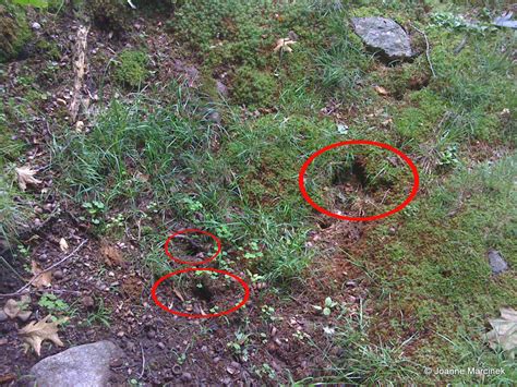 How To Get Rid Of Chipmunks In Your Yard Made Easy