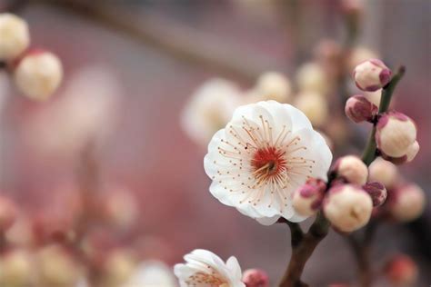 Macro Photography Of White Cherry Blossom Flower Wallpaper To Use