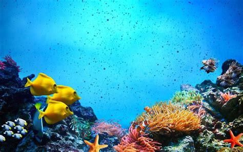 Ikan badut biasanya tinggal di dasar laut seperti di terumbu karang dan anemon laut. Karang Gambar Animasi for Android - APK Download