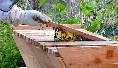 Top Bar Beehive How To Build A Top Bar Beehive Hobby Farms