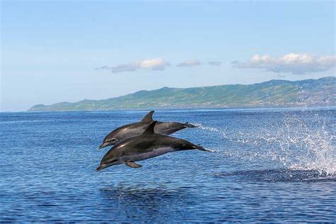 São Miguel Azores Whale Watching And Islet Boat Tour Getyourguide