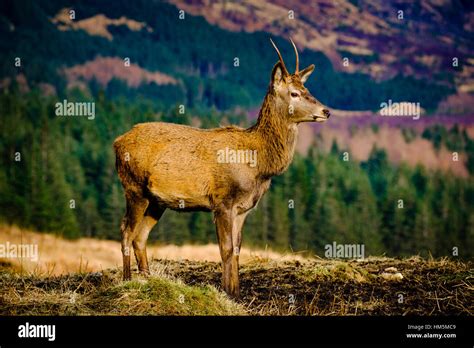 A Young Red Deer Stag In Glen Etive Highlands Of Scotland In Winter