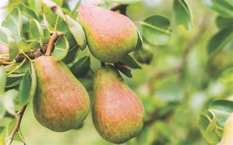 Best Expert Advice On Growing Pear Trees Suttons Gardening Grow How
