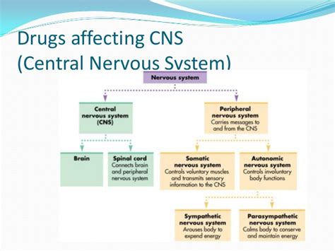 Within the neural tube stem cells generate the two major classes of cells that make the majority of the. Cns depressents