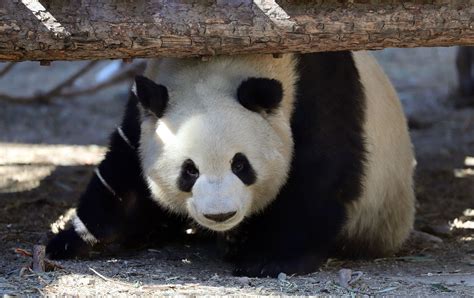 Giant Panda Meng Lan At Beijing Zoo In 2019 Pandas