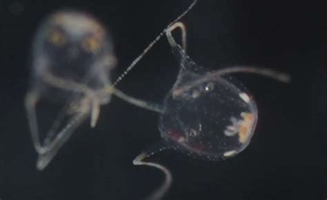 These Box Jellyfish Use Their Sting To Anchor Sperm Gizmodo Australia