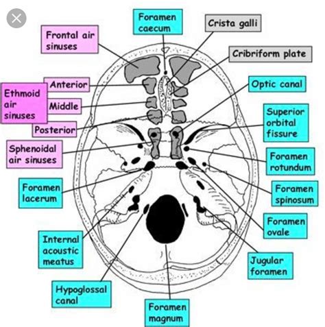 Sinuses Basic Anatomy And Physiology Medical Anatomy Cranial Nerves