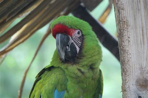 Great Green Macaw Southwicks Zoo