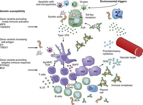 Pathophysiology Of Lupus Erythematosus