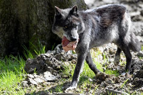 Photos Chronologie Des Attaques Du Loup Depuis Un Mois Dans Le Secteur