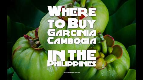 Send your coins to your personal wallet. Where to Buy Garcinia Cambogia in the Philippines - YouTube