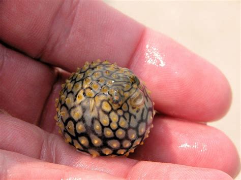 So Want To Find A Baby Pufferfish Puffer Fish Animals