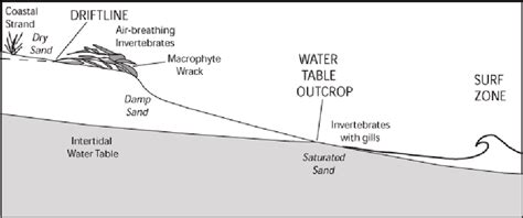 Profile Of An Exposed Sandy Beach Showing The Intertidal And