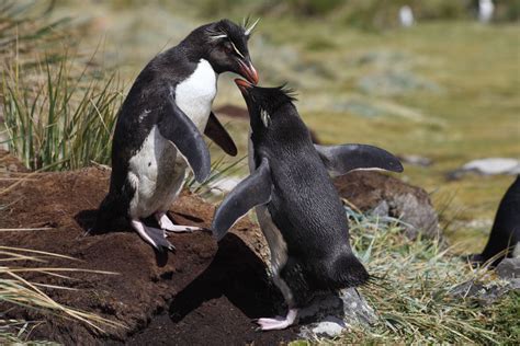 Scientific research into courtship began in the 1980s after which time academic most animal courtship occurs out of sight of humans and so it is often the least documented of animal behaviors. Rockhopper Penguins