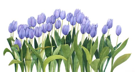 Tulips Watercolor Painting Amazing Wallpapers