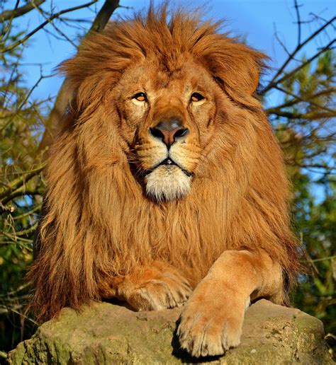Lion — Wikipédia