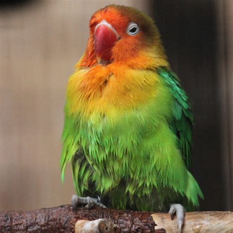 They are between 1 to 3 years old. Fischer's Lovebird: Housing, Pet Care, Temperament, Pictures