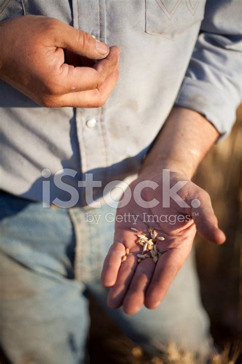 Working Hands Stock Photo Royalty Free Freeimages
