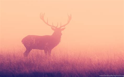 Deer Wallpapers Desktop Background