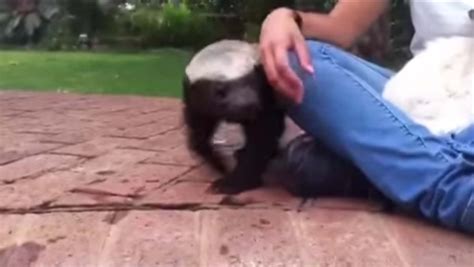 Yet Another Pet Honey Badger