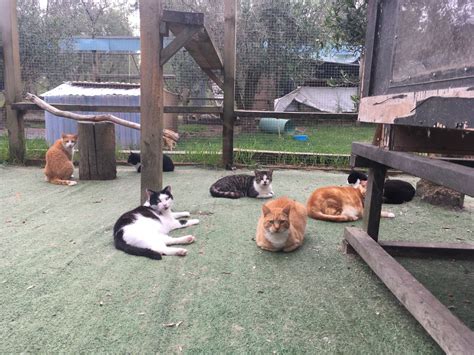The Sanctuary The New Zealand Cat Foundation