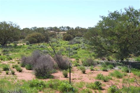 Rangeland Inventory And Condition Survey In The Carnarvon Basin