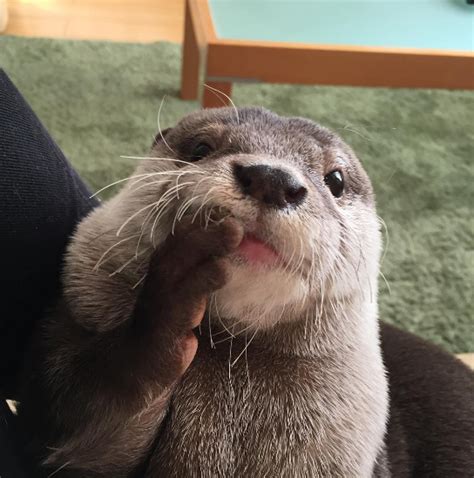 Otters in japan can be extremely expensive (around $10,000) world animal protection (wap) investigated the trend of otters being used in pet cafes in japan in 2018 and 2019. Pet & Animal: 14 Reasons To Follow This Adorable Otter On ...