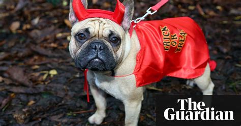 Doggy Style Spooky Pooches In Halloween Costumes In Pictures Life