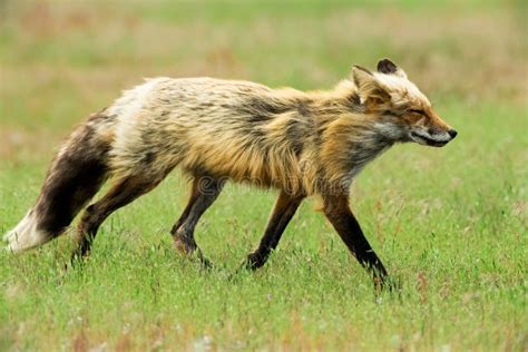 Selective Focus Shot Of A Fox In San Juan Island Washington State Usa