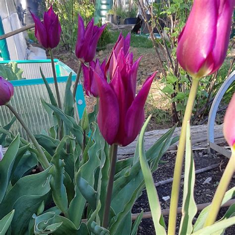 Tulipa Purple Dream Tulip Purple Dream Lily Flowered In