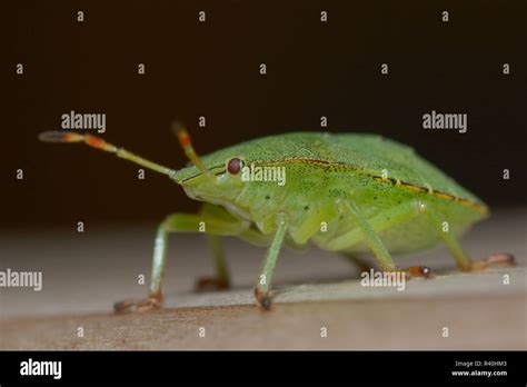Larvae Of The Green Stink Bug Stock Photo Alamy