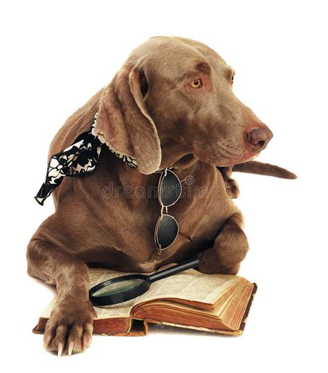 Dog And Book Stock Photo Image Of Canine Book Cute 14175774
