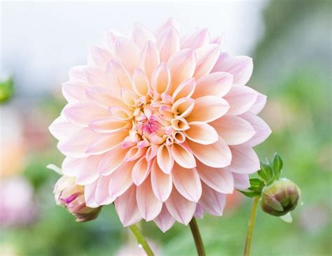 A Beginners Step By Step Guide For Planting Dahlia Tubers Have You