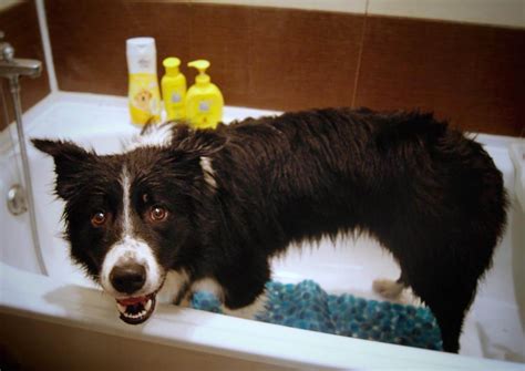15 Pictures Only Border Collie Owners Will Think Are Funny Page 2 Of